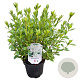 Rhododendron (AJ) 'Mémé' 20-25 cm 2,0L
