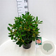 Rhododendron (Y) 'Percy Wiseman' 30-40 cm 5,0L struik