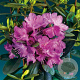 Rhododendron pont. 'Imbricatum' 50-60 cm 10L
