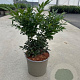 Sarcococca confusa 30-40 cm 3,0L