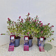 Symphoricarpos Magical Candy 30-40 cm 2,5L