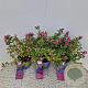 Symphoricarpos Magical Candy 30-40 cm 2,5L