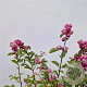 Symphoricarpos Magical Candy 30-40 cm 2,5L