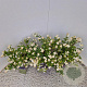 Symphoricarpos Magical Galaxy 30-40 cm 2,5L
