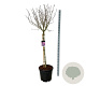 Syringa v. 'Sensation' 120 cm stam cont. 55L extra