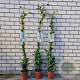 Trachelospermum jasminoides 150 cm 3,0L