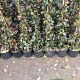 Trachelospermum jasminoides 150-175 cm 3,0L