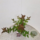 Viburnum farreri 60-80 cm 2,5L