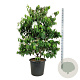 Viburnum plic. Kilimandjaro 150-175 cm cont. 55L extra