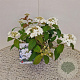 Viburnum plic. 'Watanabe' 30-35 cm 2,5L
