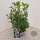 Viburnum tinus 40-50 cm 2,5L