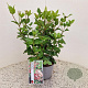 Viburnum tin. Lisarose 40-45 cm 2,5L