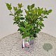 Viburnum tin. Lisarose 40-45 cm 2,5L