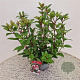 Viburnum tin. Spirit 40-45 cm 2,5L