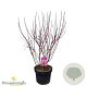 Cornus alba Miracle 60-80 cm 10L