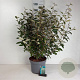 Elaeagnus ebbingei 60-80 cm 10L