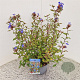 Ceratostigma willm. Forest Blue 35-40 cm 2,5L