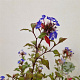 Ceratostigma willm. Forest Blue 35-40 cm 2,5L