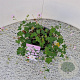 Geranium Dreamland 30-40 cm 2,5L