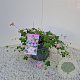 Geranium Dreamland 30-40 cm 2,5L