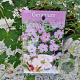 Geranium Dreamland 30-40 cm 2,5L