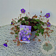 Geranium Rozanne 25-30 cm 2,5L