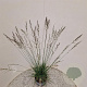 Molinia caerulea 'Edith Dudszus' 80-90 cm 4,0L