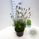 Pennisetum al. 'Little Bunny' 25-30 cm 3,5L