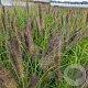 Pennisetum al. 'Redhead' 50-60 cm 2,5L