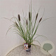 Pennisetum al. 'Redhead' 50-60 cm 2,5L