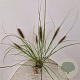Pennisetum al. 'Redhead' 50-60 cm 2,5L
