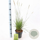 Sesleria autumnalis 25-30 cm 2,0L