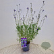 Salvia micr. 'Blue Monrovia' 40-45 cm 2,5L