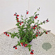 Salvia 'Royal Bumble' 40-45 cm 2,5L