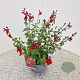 Salvia 'Royal Bumble' 40-45 cm 2,5L