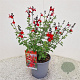 Salvia 'Royal Bumble' 40-45 cm 2,5L