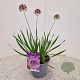 Allium 'Millenium' 25-30 cm 2,5L