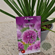 Allium 'Millenium' 25-30 cm 2,5L
