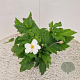 Anemone hyb. 'Honorine Jobert' 30-40 cm 2,5L