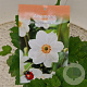 Anemone hyb. 'Honorine Jobert' 30-40 cm 2,5L