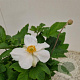 Anemone hyb. 'Honorine Jobert' 30-40 cm 2,5L