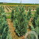 Chamaecyparis l. 'Columnaris' 120-140 cm met kluit