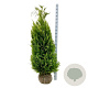 Chamaecyparis l. 'Ivonne' 140-160 cm met kluit extra