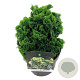 Chamaecyparis o. 'Nana Aurea' 20-25 cm 5,0L