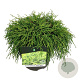 Chamaecyparis p. 'Filifera Nana' 40-50 cm P26