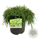 Chamaecyparis p. 'Filifera Nana' 40-50 cm P26