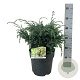 Juniperus chin. 'Blue Alps' 30-40 cm 6,5L