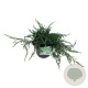 Juniperus communis 'Ristol' 40-50 cm 6L