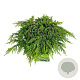 Juniperus comm. 'Lemon Carpet' 30-40 cm 6,5L