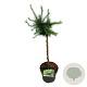 Larix decidua 'Little Bogle' 40 cm stam 5,0L